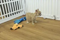 Ruby, a female French Bulldog for sale in Hickory, NC – Photo 7 of 10