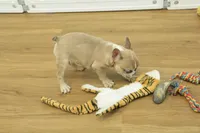 Ruby, a female French Bulldog for sale in Hickory, NC – Photo 3 of 10