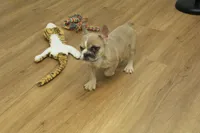 Ruby, a female French Bulldog for sale in Hickory, NC – Photo 9 of 10