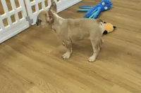 Ruby, a female French Bulldog for sale in Hickory, NC – Photo 5 of 10