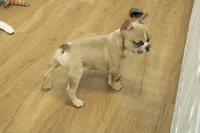 Ruby, a female French Bulldog for sale in Hickory, NC – Photo 8 of 10