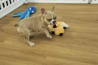 Ruby, a female French Bulldog for sale in Hickory, NC – Photo 4 of 10