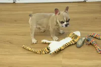 Ruby, a female French Bulldog for sale in Hickory, NC – Photo 10 of 10