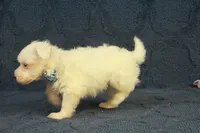 Colby, a male Maltipoo for sale in Hickory, NC – 2 of 10