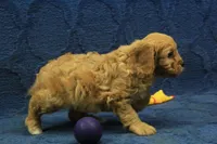 Archie, a male Cavapoo for sale in Hickory, NC – 4 of 8
