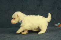 Colby, a male Maltipoo for sale in Hickory, NC – 4 of 10