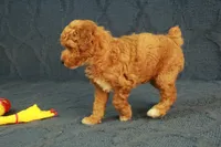 Glory, a female Poodle - Toy  for sale in Hickory, NC – 7 of 10