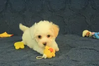 Scott, a male Maltipoo for sale in Hickory, NC – 1 of 10