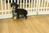 Cora, a female Poodle - Toy  for sale in Hickory, NC – Photo 9 of 10