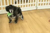 Cora, a female Poodle - Toy  for sale in Hickory, NC – Photo 5 of 10