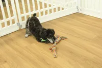 Cora, a female Poodle - Toy  for sale in Hickory, NC – Photo 6 of 10