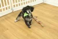 Cora, a female Poodle - Toy  for sale in Hickory, NC – Photo 8 of 10