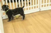 Cora, a female Poodle - Toy  for sale in Hickory, NC – Photo 7 of 10