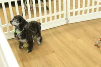 Cora, a female Poodle - Toy  for sale in Hickory, NC – Photo 4 of 10