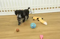 Cora, a female Poodle - Toy  for sale in Hickory, NC – Photo 3 of 10