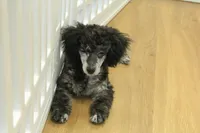 Cora, a female Poodle - Toy  for sale in Hickory, NC – Photo 2 of 10