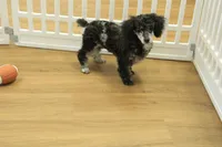 Cora, a female Poodle - Toy  for sale in Hickory, NC – Photo 6 of 10