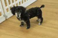 Cora, a female Poodle - Toy  for sale in Hickory, NC – Photo 7 of 10