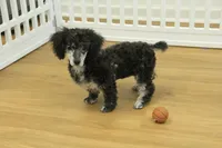 Cora, a female Poodle - Toy  for sale in Hickory, NC – Photo 4 of 10