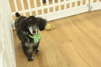 Cora, a female Poodle - Toy  for sale in Hickory, NC – Photo 10 of 10