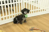 Cora, a female Poodle - Toy  for sale in Hickory, NC – Photo 2 of 10