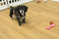 Cora, a female Poodle - Toy  for sale in Hickory, NC – Photo 10 of 10