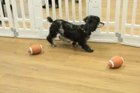 Cora, a female Poodle - Toy  for sale in Hickory, NC – Photo 5 of 10