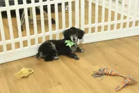 Cora, a female Poodle - Toy  for sale in Hickory, NC – Photo 3 of 10