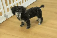 Cora, a female Poodle - Toy  for sale in Hickory, NC – Photo 9 of 10