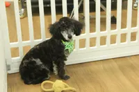 Cora, a female Poodle - Toy  for sale in Hickory, NC – Photo 1 of 10