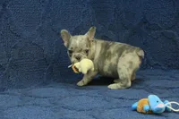 Jay, a male French Bulldog for sale in Hickory, NC – 6 of 9