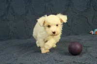 Colby, a male Maltipoo for sale in Hickory, NC – 10 of 10