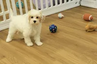 Violet F1B, a female Cavapoo and Poodle - Toy  for sale in Hickory, NC – 2 of 10