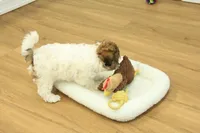 Gumdrop, a female Maltipoo for sale in Hickory, NC – Photo 4 of 10