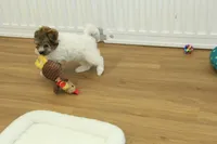 Gumdrop, a female Maltipoo for sale in Hickory, NC – Photo 10 of 10