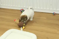 Gumdrop, a female Maltipoo for sale in Hickory, NC – Photo 9 of 10