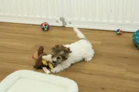 Gumdrop, a female Maltipoo for sale in Hickory, NC – Photo 7 of 10