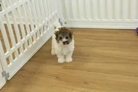 Gumdrop, a female Maltipoo for sale in Hickory, NC – Photo 3 of 10