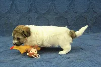 Gumdrop, a female Maltipoo for sale in Hickory, NC – Photo 10 of 10