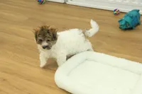 Gumdrop, a female Maltipoo for sale in Hickory, NC – Photo 2 of 10