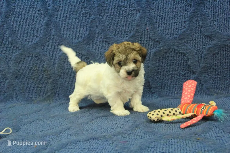 Gumdrop – Maltipoo puppy for sale in Hickory, NC