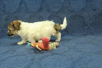 Gumdrop, a female Maltipoo for sale in Hickory, NC – Photo 8 of 10