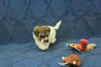 Gumdrop, a female Maltipoo for sale in Hickory, NC – Photo 5 of 10