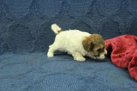 Gumdrop, a female Maltipoo for sale in Hickory, NC – Photo 3 of 10