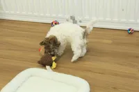 Gumdrop, a female Maltipoo for sale in Hickory, NC – Photo 8 of 10