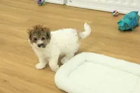 Gumdrop, a female Maltipoo for sale in Hickory, NC – Photo 1 of 10