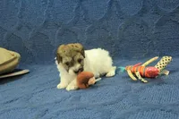 Gumdrop, a female Maltipoo for sale in Hickory, NC – Photo 2 of 10