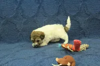 Gumdrop, a female Maltipoo for sale in Hickory, NC – Photo 4 of 10