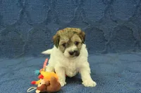 Gumdrop, a female Maltipoo for sale in Hickory, NC – Photo 9 of 10