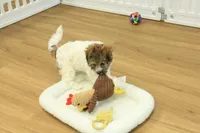 Gumdrop, a female Maltipoo for sale in Hickory, NC – Photo 6 of 10